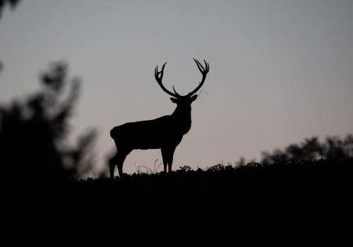 Observation faune sauvage