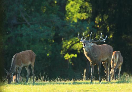 Cerf qui brame