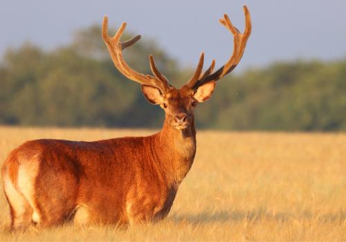 Cerf qui regarde en notre direction