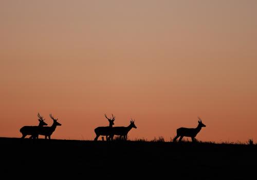 Cerfs au crépuscule