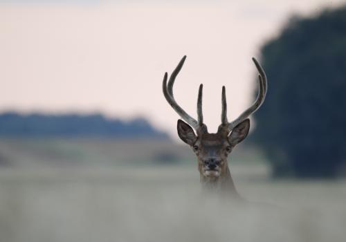 Cerf au crépuscule