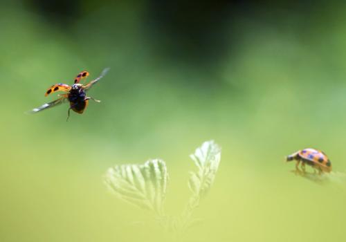 Coccinelles