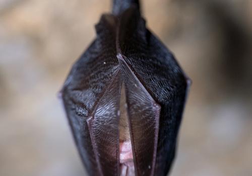 Chauve-souris