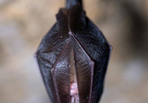 Photo : Benjamin Pawlica / Petit rhinolophe