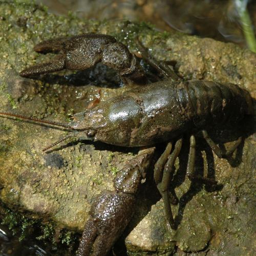 écrevisse à pieds blanc Romaric Leconte