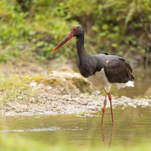 Cigogne noire Olivier Pellerin