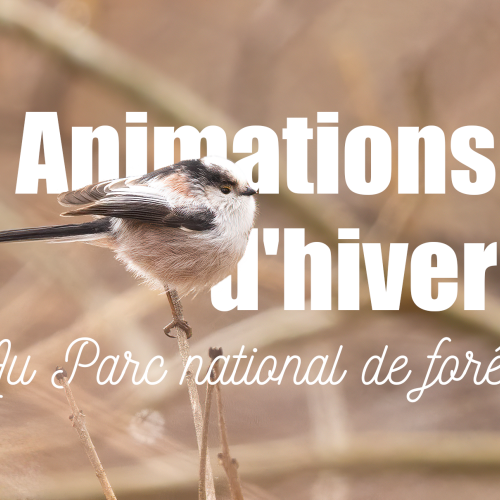 animations d'hiver