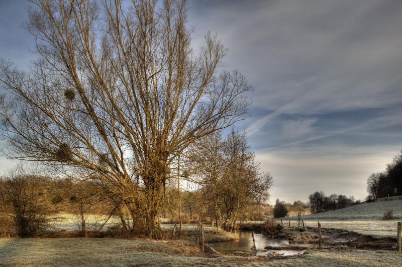 arbre franck fouquet