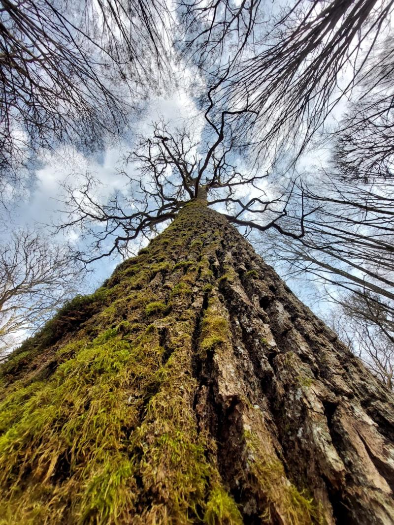 Colosse de la forêt