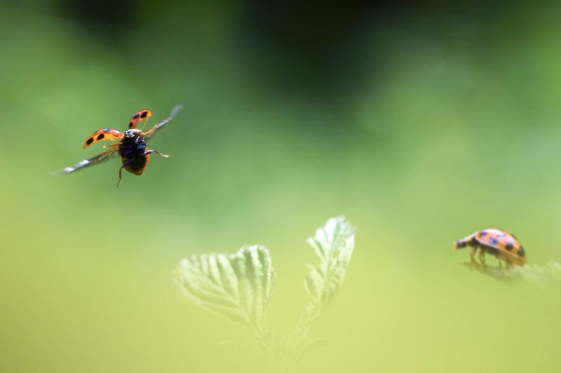 Coccinelles