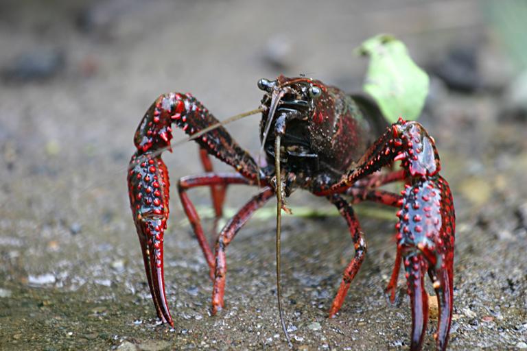 Écrevisse de Louisiane