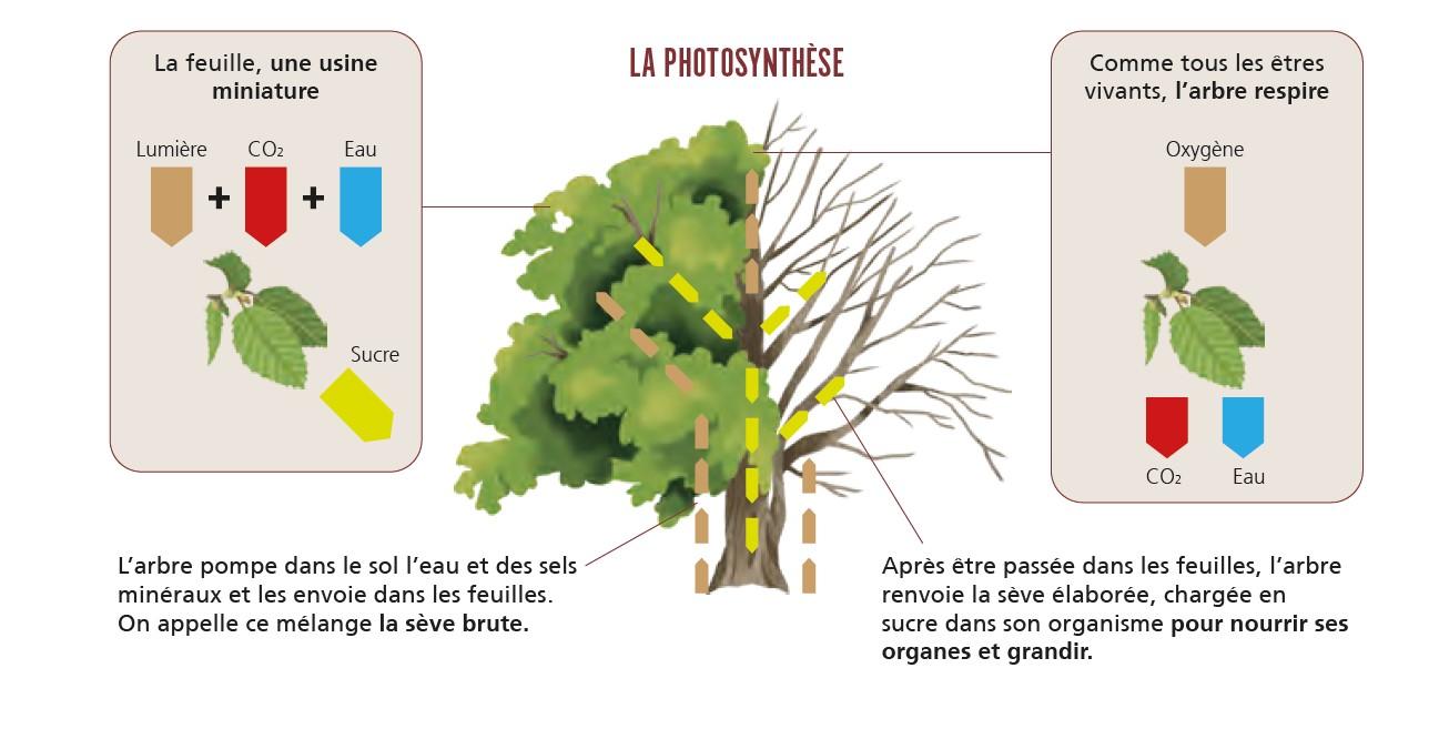 photosynthèse