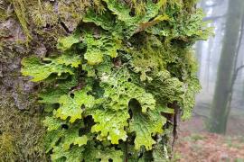 lichen pulmonaire