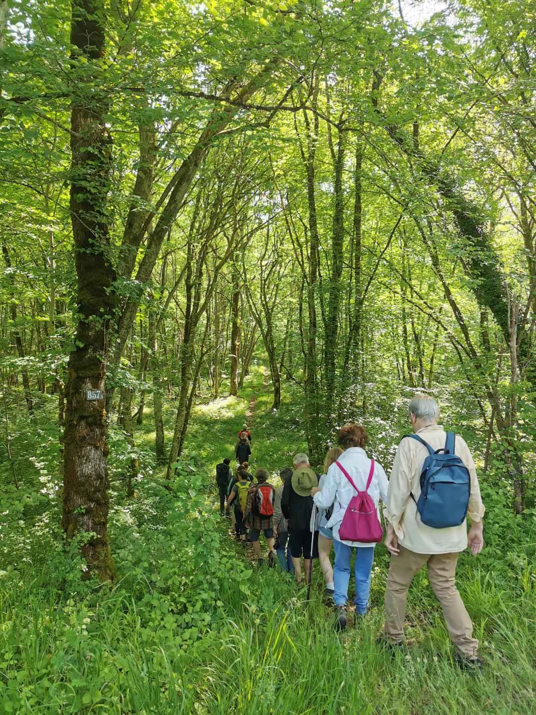 Marche dans la forêt