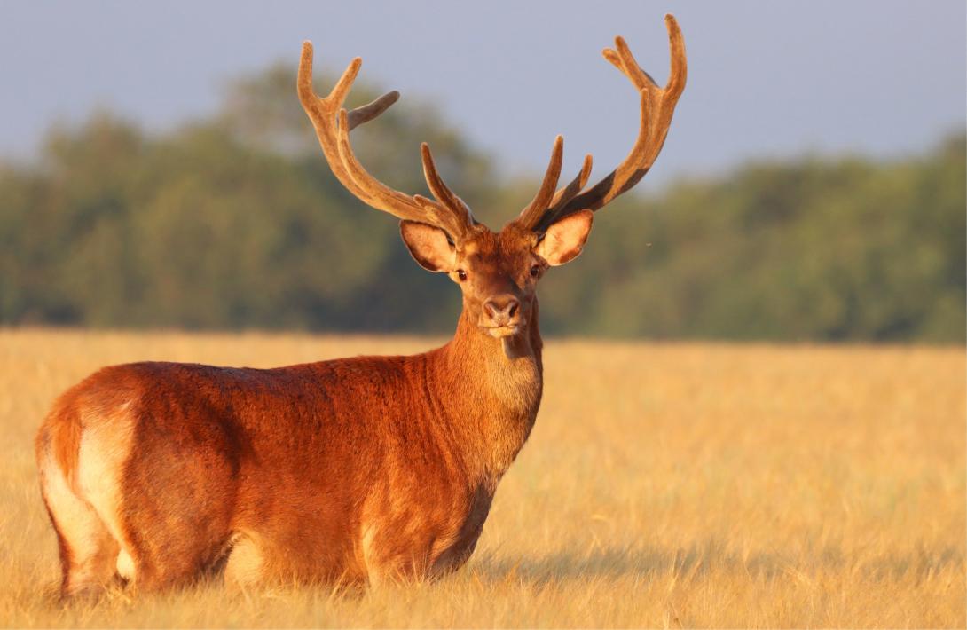 Cerf qui regarde en notre direction