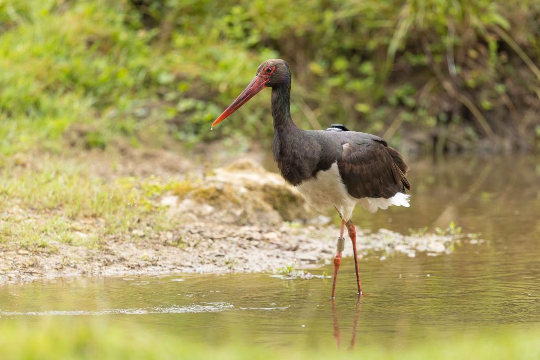 Cigogne noire Olivier Pellerin