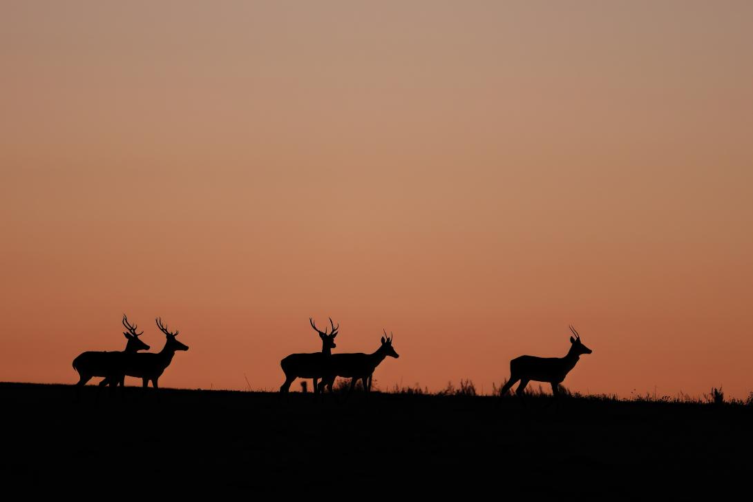 Cerfs au crépuscule